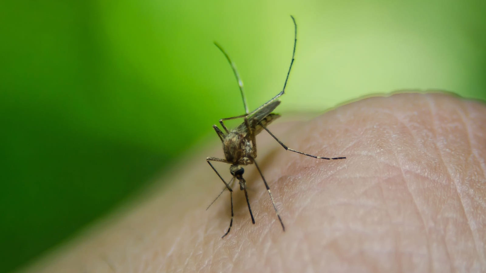 Mosquito biting a hand